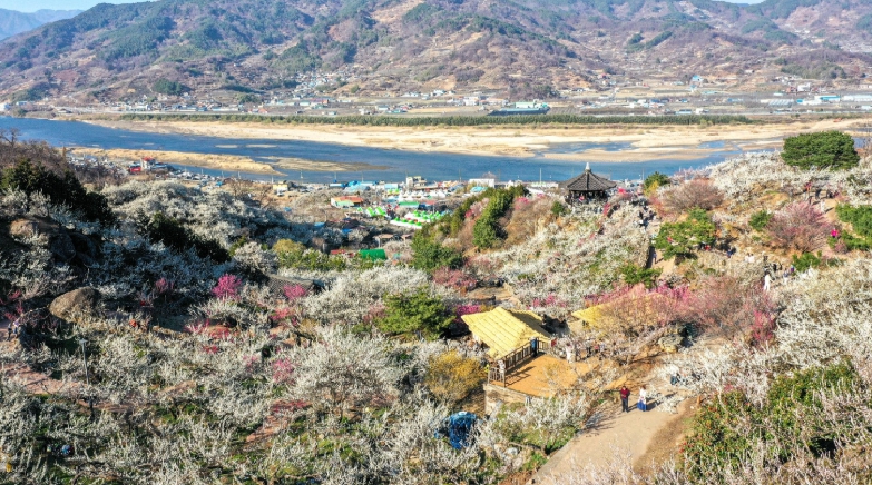 제25회 광양매화축제, ‘한국관광 100선’ 광양매화마을 탐방 이벤트 운영 기사 이미지