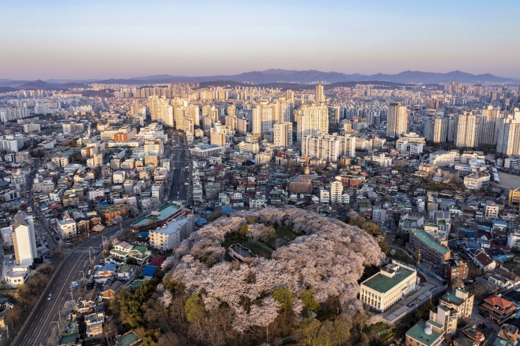 대전 중구, 테미근린공원 벚꽃과 함께하는 도심 속 봄꽃의 향연 기사 이미지